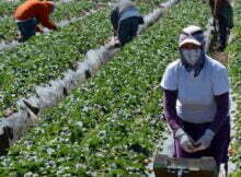 Immigrate To Canada As A Farm Worker