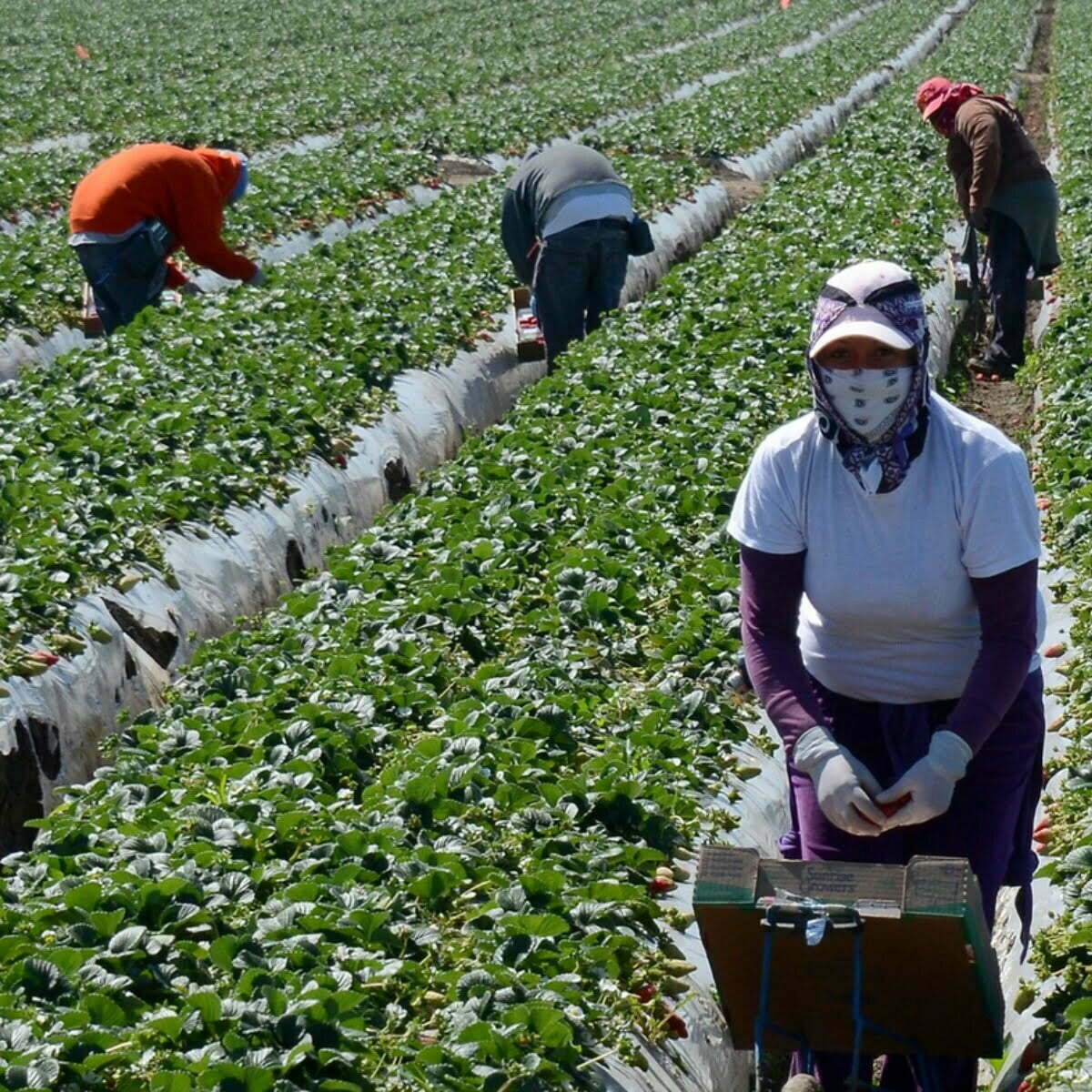 immigrate-to-canada-as-a-farm-worker-nexlancenow